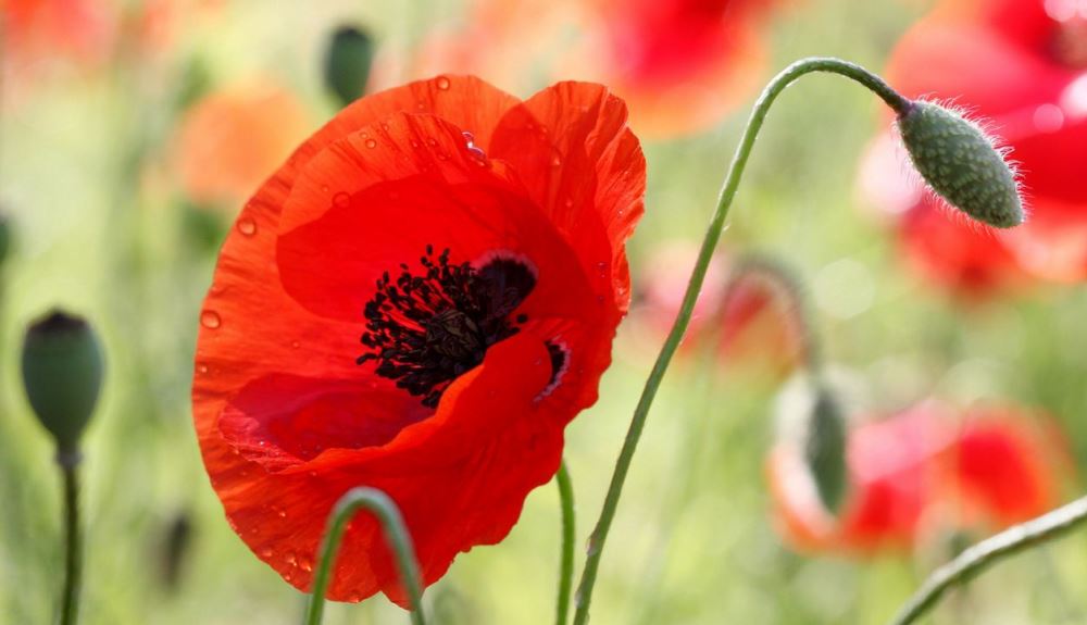 common red poppy