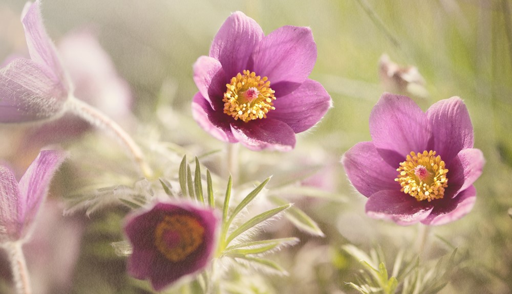 Pulsatilla Grandis