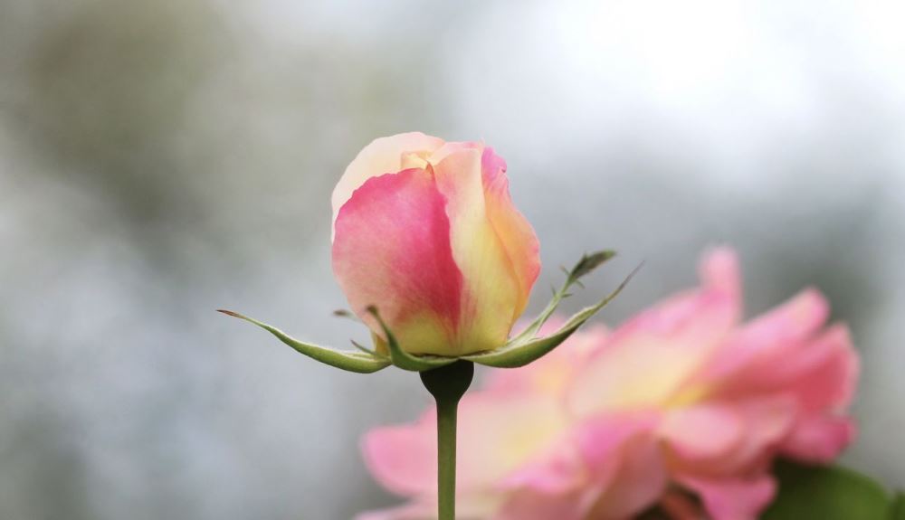 rose bud