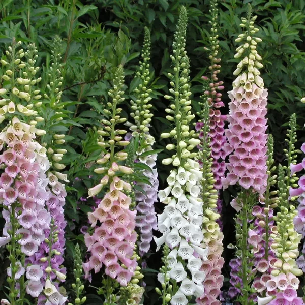 Foxglove