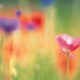 Petals of Sunshine