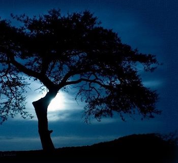 black tree against an indigo sky