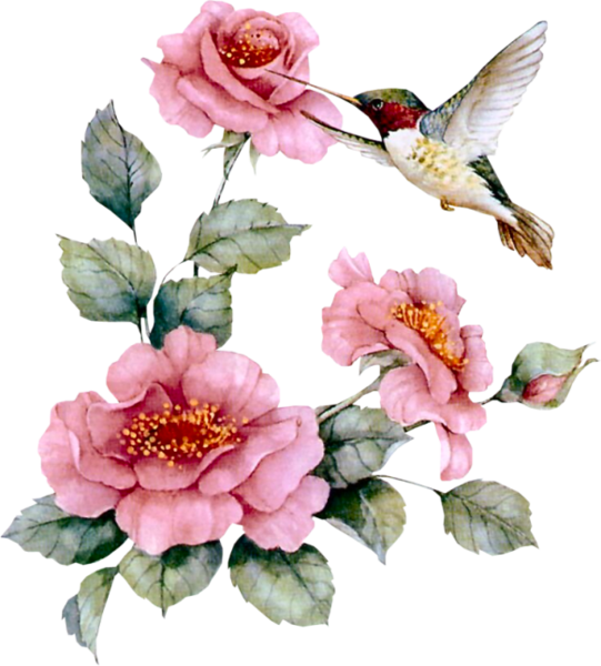 hummingbird and rose