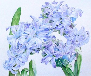 "Delpht Blue" (Hyacinth) by Christine Foster, watercolor