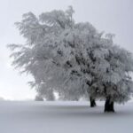 winter tree