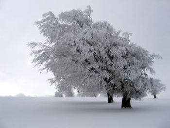 winter tree