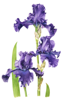 Purple iris