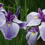 Deep purple iris