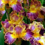 Tall Bearded Iris 'Montmartre'