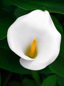 Cala lily