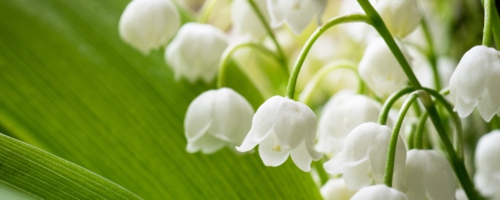 lily of the valley