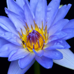 Blue lotus