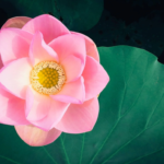 Pink lotus