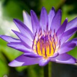 Purple lotus