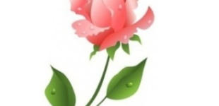 a rose is a rose