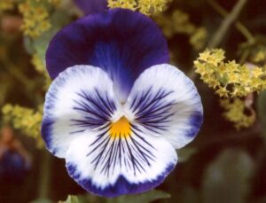 purple pansy