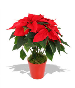 potted poinsettia