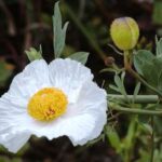 white poppy