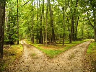 crossroads in woods