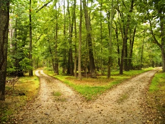 crossroads in woods