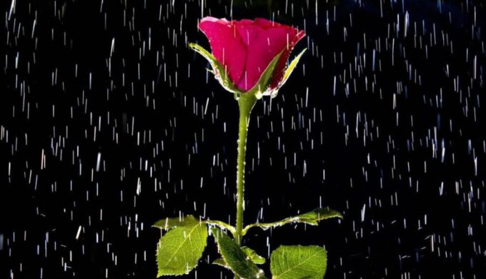 rose in the rain