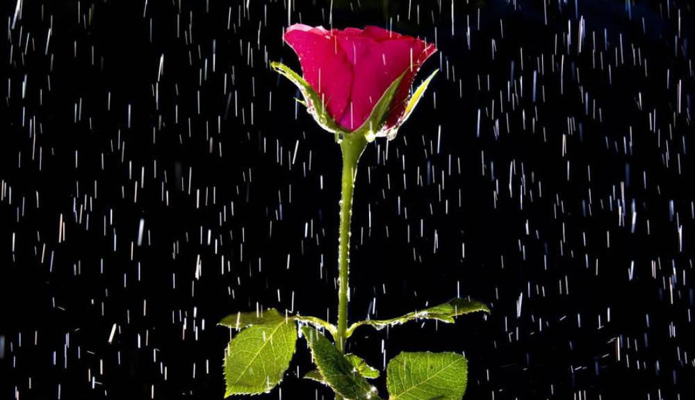 rose in the rain