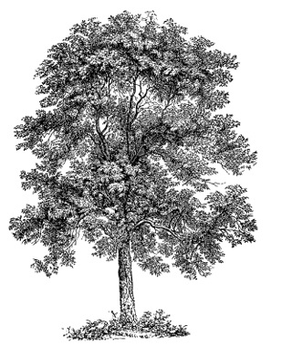 tree