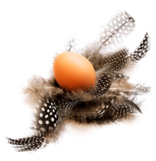 egg in a bed of feathers