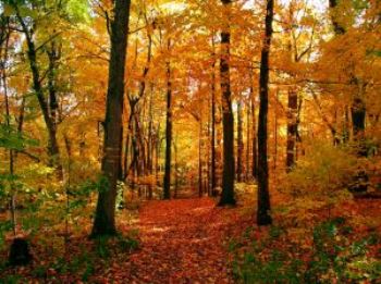 woods in autumn