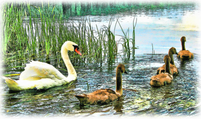 "Spring Ducklings" by Tom Schmidt, watercolor, 2012