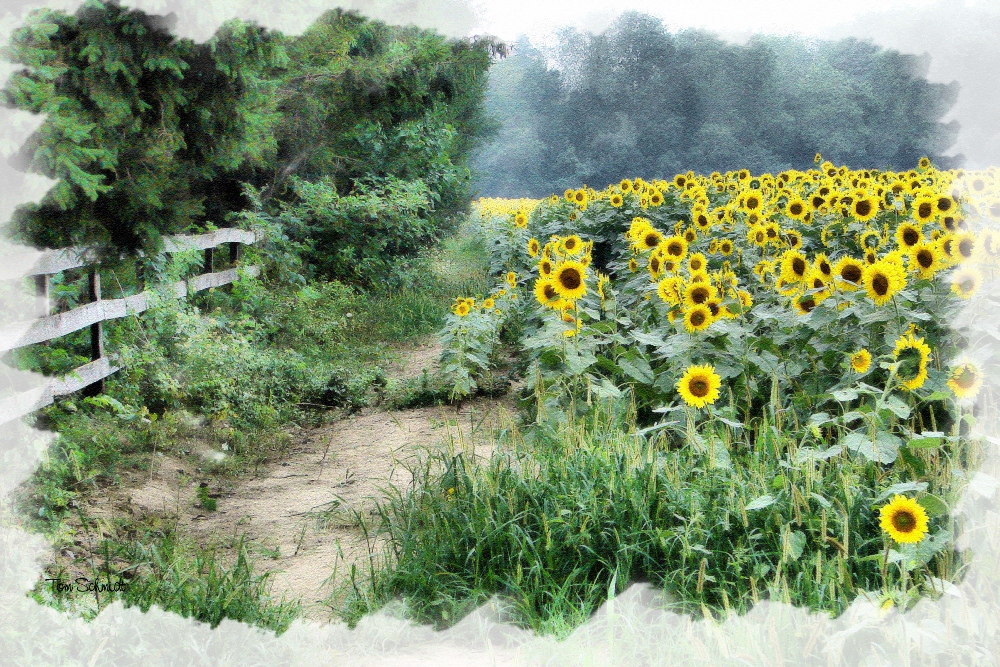 "Sunflower Field" by Tom Schmidt, watercolor, 2009