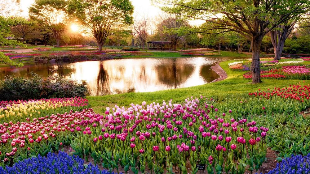 Tulip garden in Japan