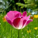 Single pink tulip in field