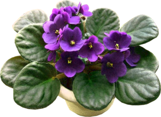 African violet