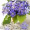 violets