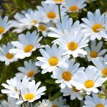 White daisies