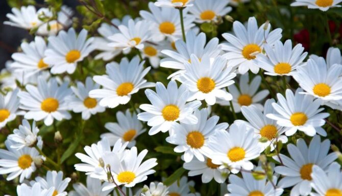 White daisies