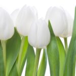 white tulips