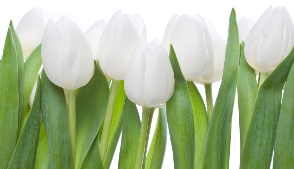 white tulips