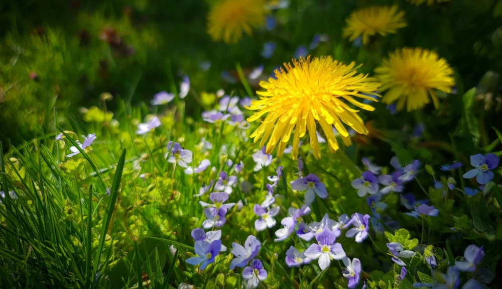 wild dandelion